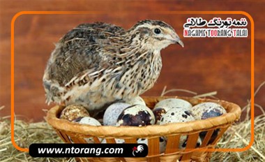 نقش مکمل‌های غذایی در پرورش بلدرچین (تخمگذار و گوشتی) و بهبود کیفیت تخم